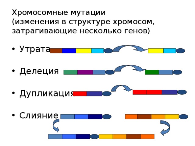 Хромосомные мутации  (изменения в структуре хромосом, затрагивающие несколько генов) Утрата Делеция Дупликация Слияние 