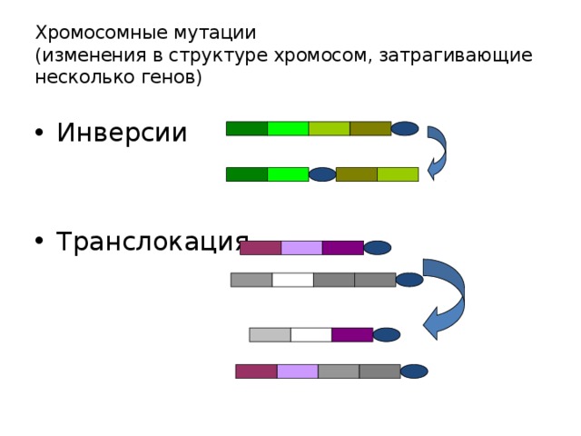 Хромосомные мутации  (изменения в структуре хромосом, затрагивающие несколько генов) Инверсии Транслокация 