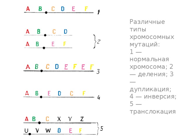 Различные типы хромосомных мутаций:  1 — нормальная хромосома; 2 — деления; 3 — дупликация; 4 — инверсия; 5 — транслокация   