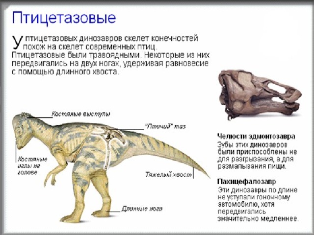 Птицетазовые динозавры. Птицетазовые и Ящеротазовые. Птицетазовые и Ящеротазовые динозавры. Птицетазовые динозавры представители.