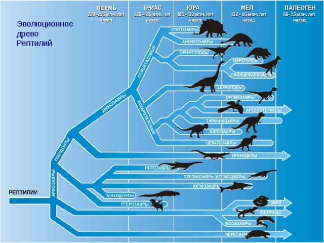Эволюционное древо Рептилий 