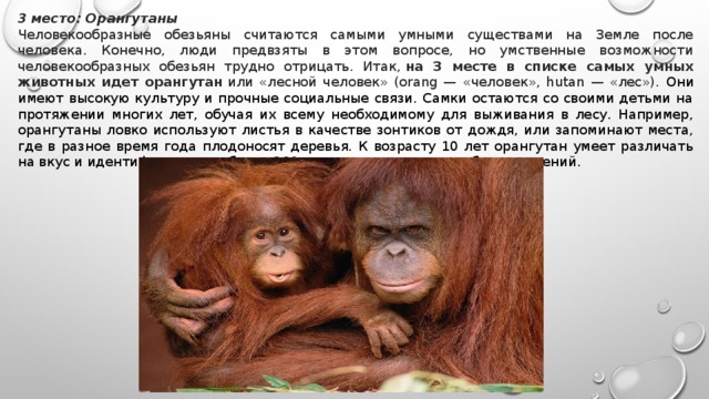 Представление ученые начинают звери умные. Орангутан из красной книги. Самые умные животные список. Самые умные обезьяны на земле. Животные из красной книги России орангутант.