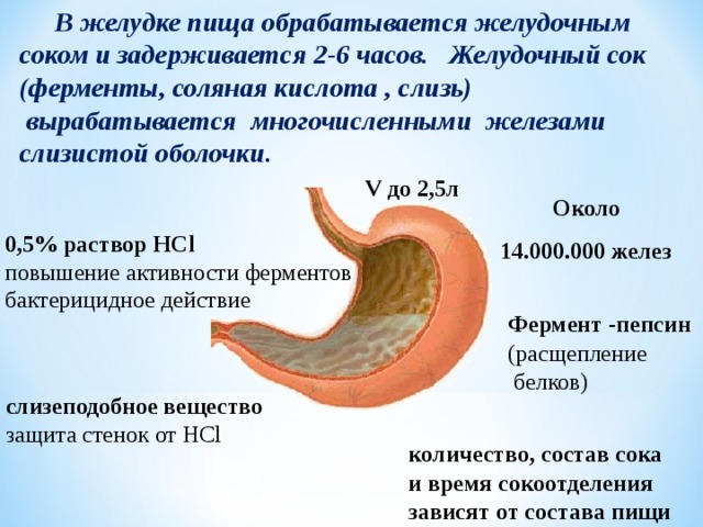  В желудке пища обрабатывается желудочным соком и задерживается 2-6 часов. Желудочный сок (ферменты, соляная кислота , слизь)  вырабатывается многочисленными железами слизистой оболочки. V до 2,5л  Около 14.000.000 желез 0,5% раствор HCl повышение активности ферментов бактерицидное действие Фермент -пепсин (расщепление  белков) слизеподобное вещество защита стенок от HCl количество, состав сока и время сокоотделения зависят от состава пищи 