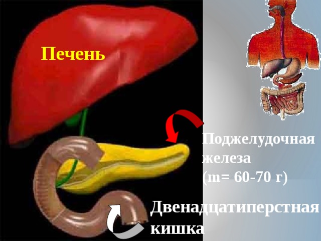Печень Поджелудочная железа (m= 60-70 г) Двенадцатиперстная кишка 