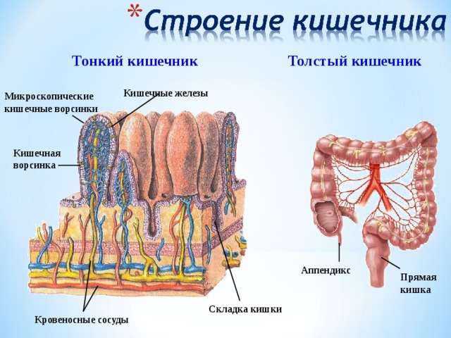 Тонкий кишечник строение фото