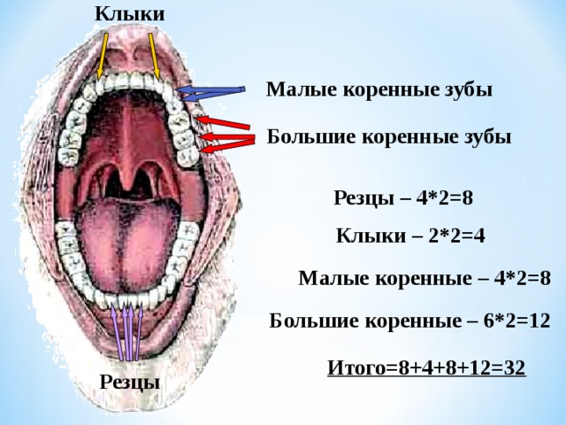 Малые коренные зубы функции. Малые и большие коренные зубы. Резцы клыки и коренные зубы. Малокоренные зубы. Зубы резцы клыки малые коренные большие коренные.