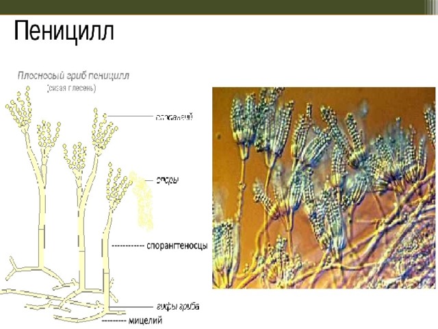 Рисунок пеницилла с подписями