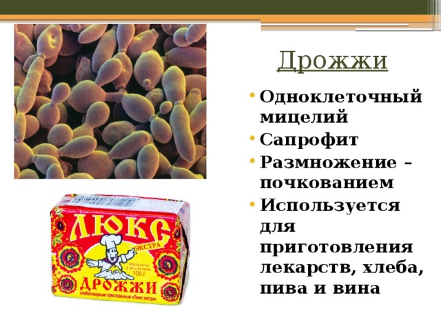 Дрожжи Одноклеточный мицелий Сапрофит Размножение – почкованием Используется для приготовления лекарств, хлеба, пива и вина 