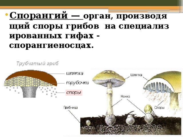 Спорангий —  орган, производящий споры грибов  на специализированных гифах - спорангиеносцах. 