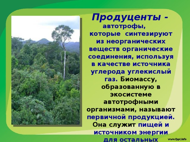 Продуценты - автотрофы, которые синтезируют из неорганических веществ органические соединения, используя в качестве источника углерода углекислый газ. Биомассу, образованную в экосистеме автотрофными организмами, называют первичной продукцией. Она служит пищей и источником энергии для остальных организмов сообщества. 