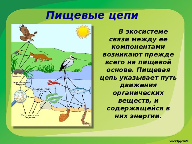 Пищевые цепи В экосистеме связи между ее компонентами возникают прежде всего на пищевой основе. Пищевая цепь указывает путь движения органических веществ, и содержащейся в них энергии. 