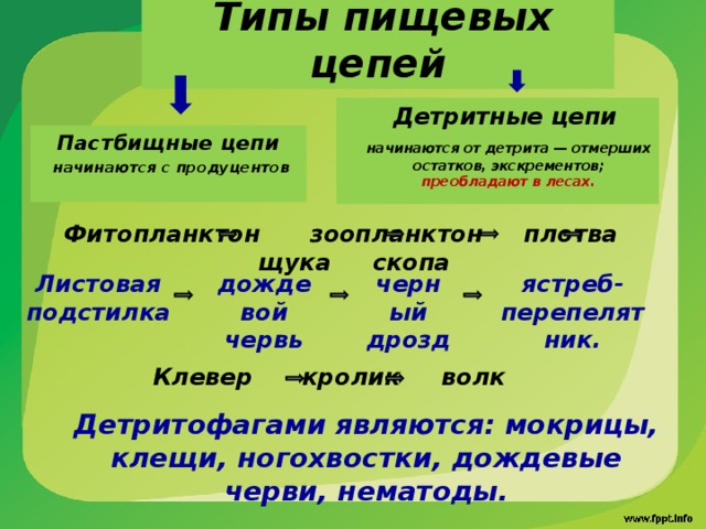  Типы пищевых цепей   Детритные цепи  начинаются от детрита — отмерших остатков, экскрементов; преобладают в лесах. Пастбищные цепи  начинаются с продуцентов  Фитопланктон зоопланктон плотва щука скопа черный дрозд ястреб-перепелятник. дождевой червь Листовая подстилка Клевер кролик волк  Детритофагами являются: мокрицы, клещи, ногохвостки, дождевые черви, нематоды. 