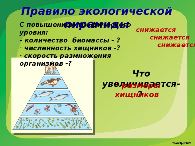 Стрелками на рисунке указано на всех показателей численности биомассы энергии с трофического уровня