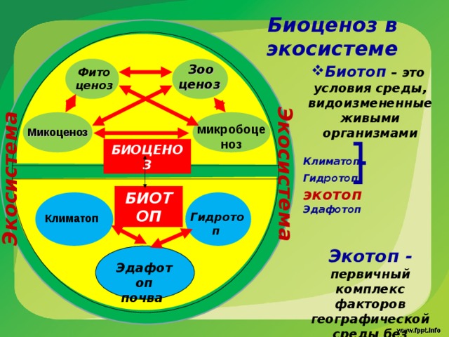 Экосистема  Экосистема  Биоценоз в экосистеме Зоо ценоз Биотоп – это условия среды, видоизмененные живыми организмами  Климатоп Гидротоп экотоп Эдафотоп  Экотоп - первичный комплекс факторов географической среды без участия живых организмов.  Фито ценоз  микробоценоз Микоценоз  БИОЦЕНОЗ БИОТОП Гидротоп  Климатоп Эдафотоп почва 