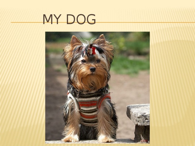  My dog 