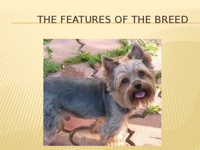  The features of the breed 