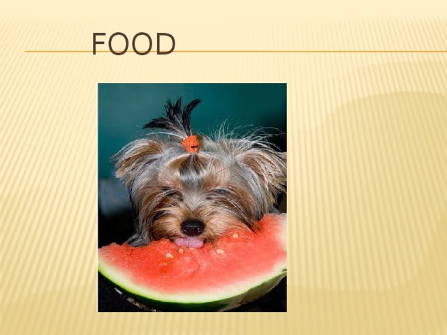  Food 