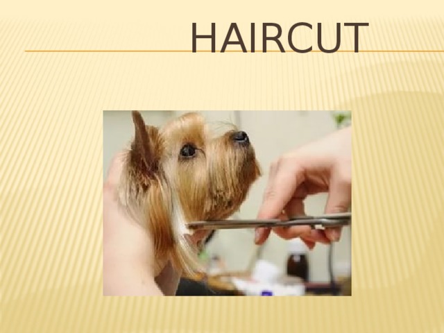  Haircut 