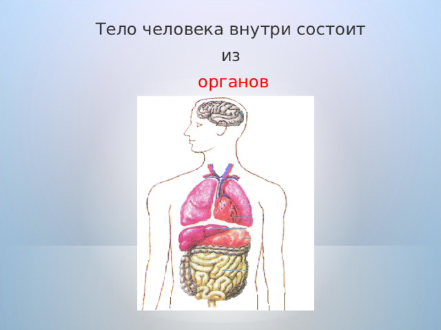 Тело человека внутри состоит из органов 