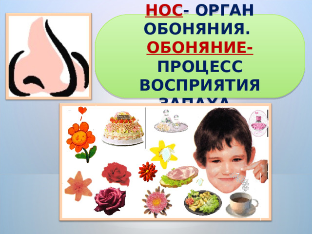 НОС - ОРГАН ОБОНЯНИЯ. ОБОНЯНИЕ- ПРОЦЕСС ВОСПРИЯТИЯ ЗАПАХА. 