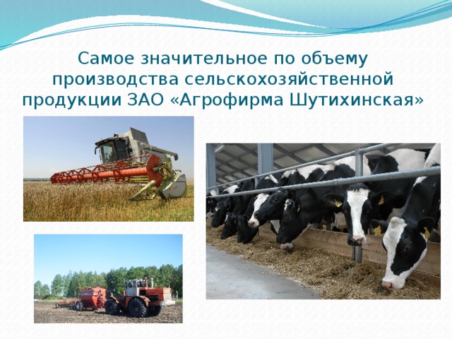 Самое значительное по объему производства сельскохозяйственной продукции ЗАО «Агрофирма Шутихинская» 