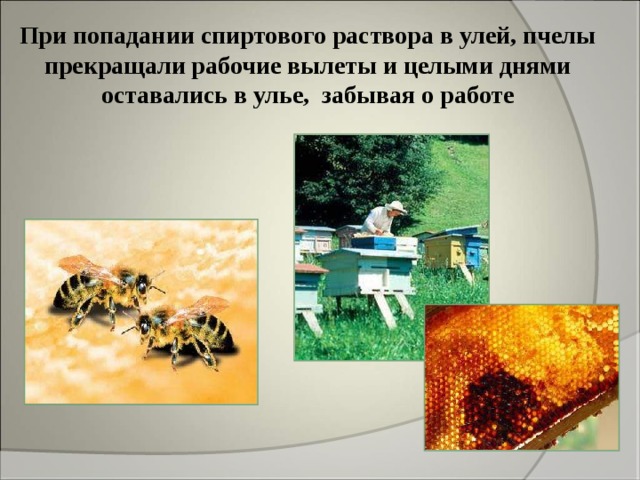 При попадании спиртового раствора в улей, пчелы прекращали рабочие вылеты и целыми днями оставались в улье, забывая о работе 