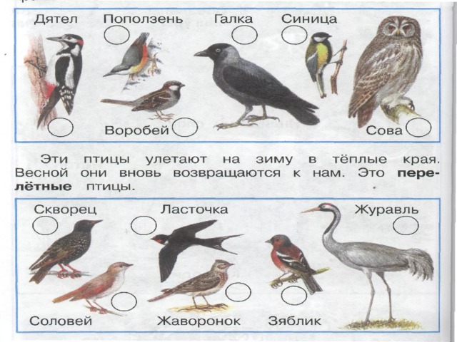 Окружающий мир где зимуют птицы 1 класс презентация