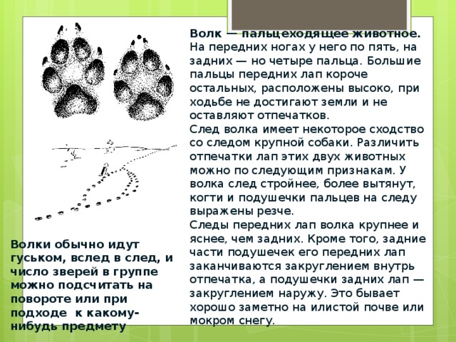 Краткое содержание след. Следы волка и собаки как отличить. След волка и собаки отличия. След волка и след собаки отличия. Отличие собачьего следа от волка.