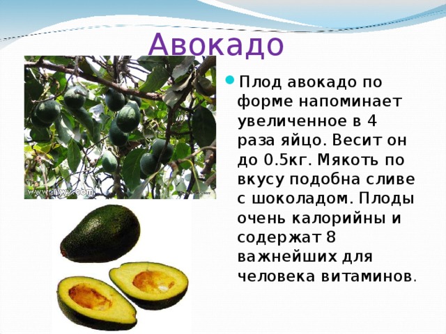 Авокадо Плод авокадо по форме напоминает увеличенное в 4 раза яйцо. Весит он до 0.5кг. Мякоть по вкусу подобна сливе с шоколадом. Плоды очень калорийны и содержат 8 важнейших для человека витаминов . 