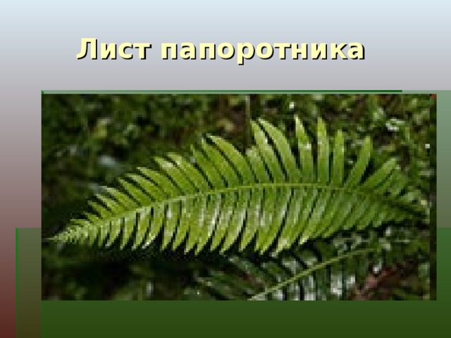  Лист папоротника 