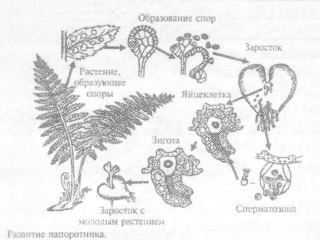 Нарисовать цикл развития папоротника