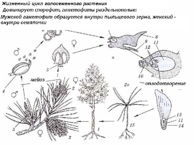 Хвойные егэ. Жизненный цикл голосеменных растений схема. Жизненный цикл голосеменных растений сосна. Цикл развития голосеменных сосны. Цикл развития голосеменных схема.