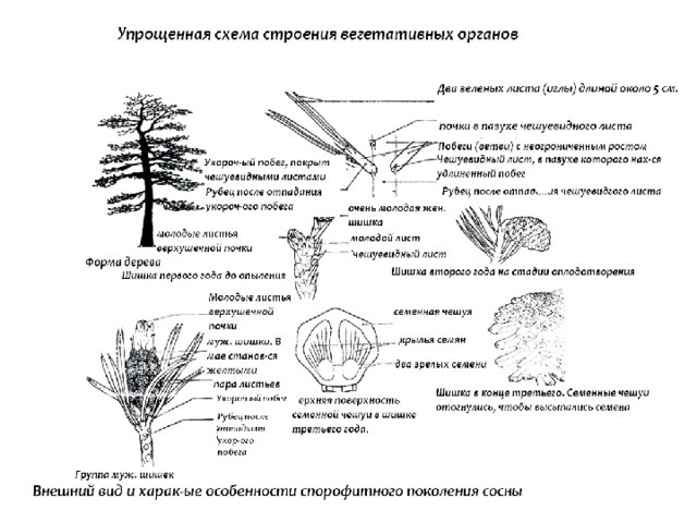 Как устроена древесина голосеменных. Строение высших семенных растений. Строение высших семенных растений 5. Строение шишки ЕГЭ. Строение голосеменных растений.