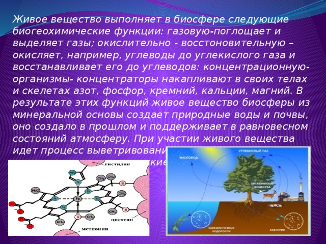 Роль живых организмов в биосфере схема