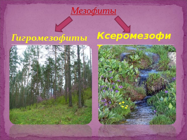 Древесные породы мезофиты средне влаголюбивые это. Мезофиты примеры. Ксеромезофиты это растения. Мезофиты примеры растений. Мезофиты и ксерофиты.
