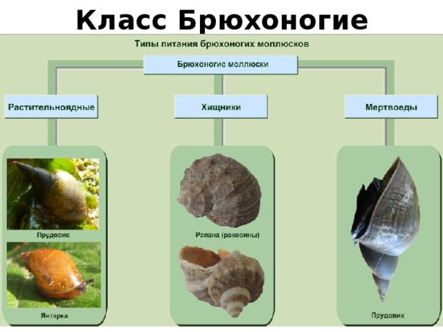 Класс Брюхоногие 