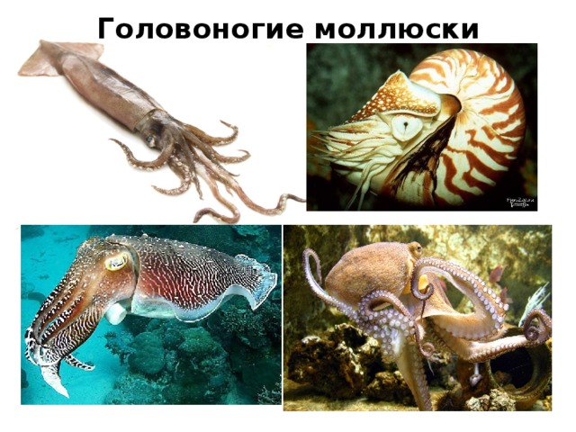 Головоногие моллюски 
