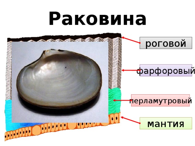 Раковина роговой фарфоровый Раковина образуется из выделений мантии и слагается из трех слоев. Рогового. Роговой слой раковины защищает от разъедания почвенными кислотами нижележащие слои, состоящие из извести. Если на вершине раковины роговой слой стирается, здесь начинается ее разрушение. Фарфорового. Перламутрового.  Внутренний слой раковины – перламутровый. Этот слой сложен тончайшими известковыми листовидными чешуйками. Благодаря прозрачности каждой чешуйки возникает интерференция света, которая и обеспечивает характерный блеск и радужные переливы перламутра. Самый красивый перламутр встречается у моллюсков, толщина чешуек которых составляет 0,0004-0,0006 мм. перламутровый мантия 9 