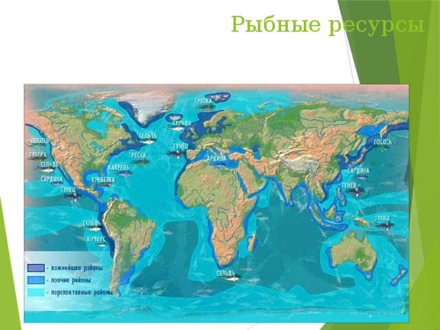 Рыбные ресурсы 
