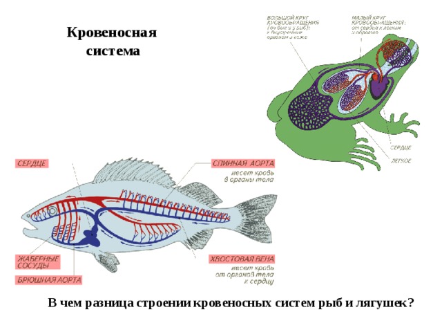 Кровеносная  система В чем разница строении кровеносных систем рыб и лягушек? 