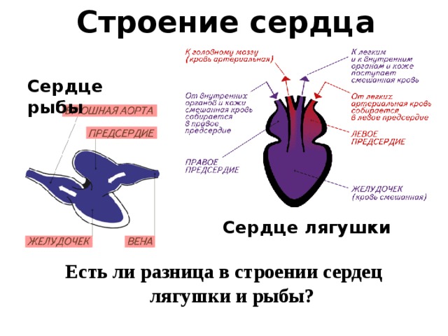 Строение сердца Сердце рыбы Сердце лягушки Есть ли разница в строении сердец лягушки и рыбы?  