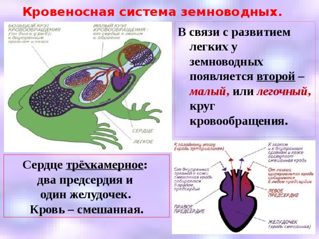 Кровеносная система земноводных. В связи с развитием легких у земноводных появляется второй – малый , или легочный , круг кровообращения. Сердце трёхкамерное : два предсердия и один желудочек.  Кровь – смешанная. 