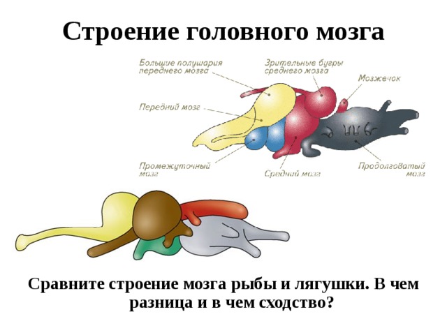 Строение головного мозга Сравните строение мозга рыбы и лягушки. В чем разница и в чем сходство? 