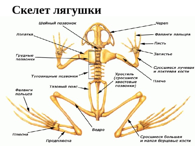 Скелет земноводных схема