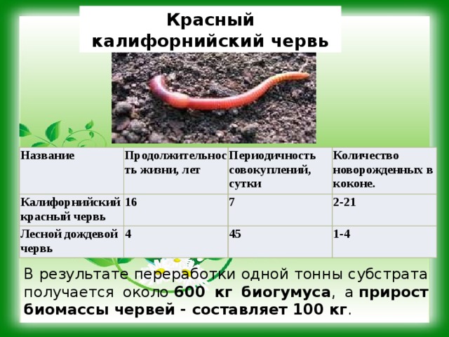 Задание дождевой червь. Калифорнийские дождевые черви. Сколько живет дождевой червь. Продолжительность жизни червя.