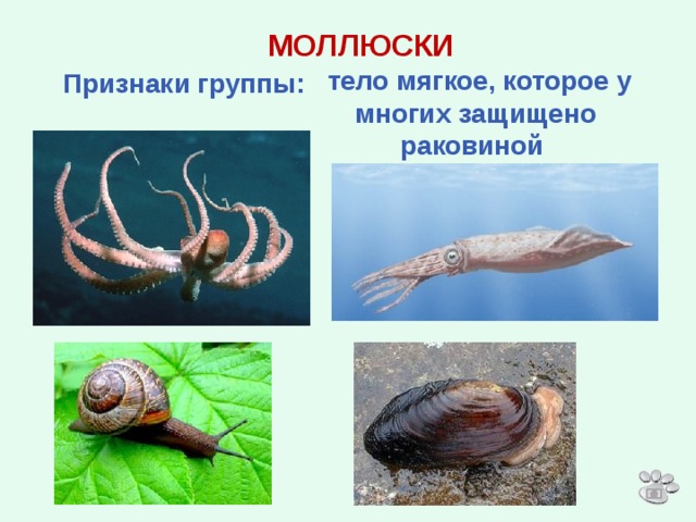 Группа моллюски