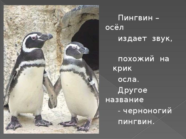  Пингвин – осёл  издает звук,  похожий на крик  осла.  Другое название  - черноногий  пингвин. 