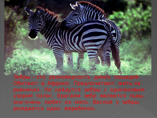 Зебры – это разновидность диких лошадей. Обитают в Африке. Предпочитают жить на равнинах. Не найдутся зебры с одинаковым узором полос. Врагами зебр являются львы, они очень любят их мясо. Весной у зебры рождается один жеребенок. 