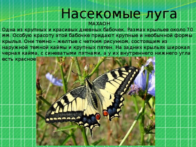 Царство цветов и насекомых. Насекомые Луга доклад. Насекомые Луга презентация. Насекомые Луга интересные факты. Насекомые Луга 4 класс.