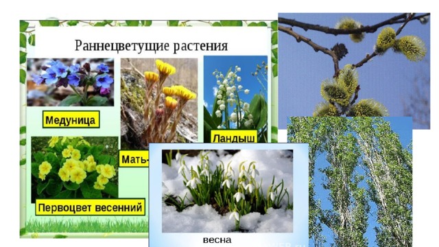 Раннецветущие цветы весной названия и фото